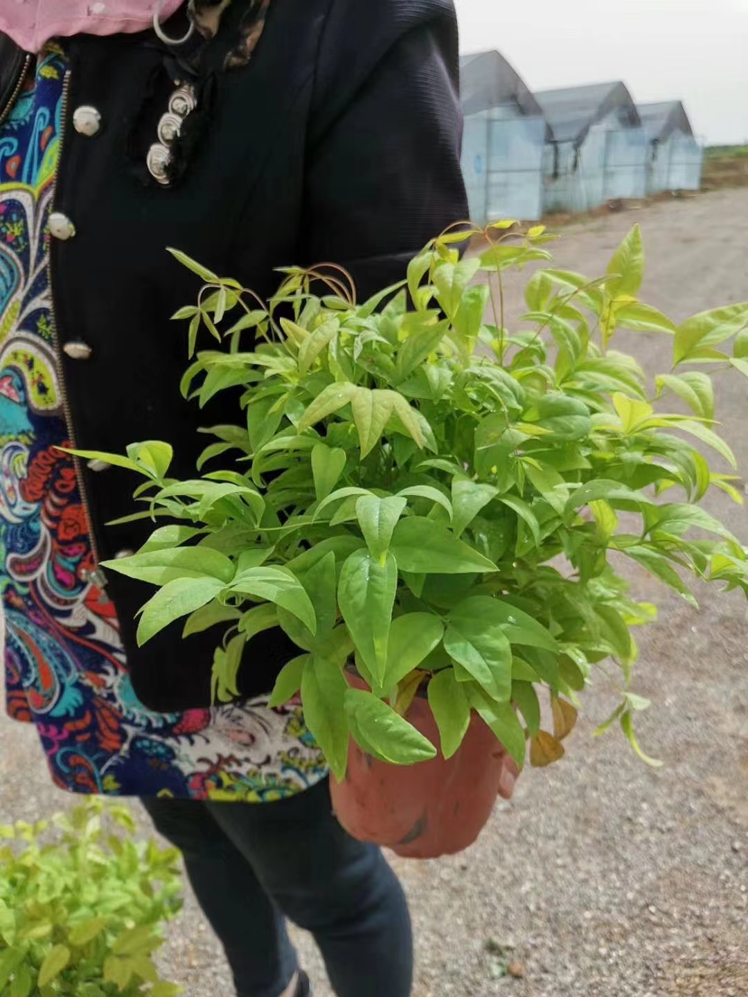 fbdb97fbf2ae171b2615ce6ee00159b fbdb97fbf2ae171b2615ce6ee00159b